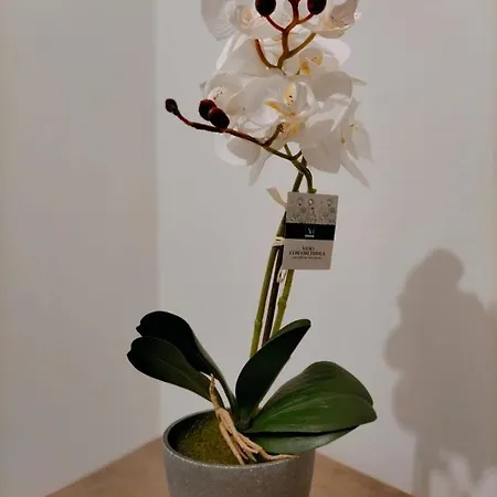 King Al Palazzetto Asís