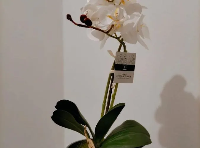 King Al Palazzetto Assisi